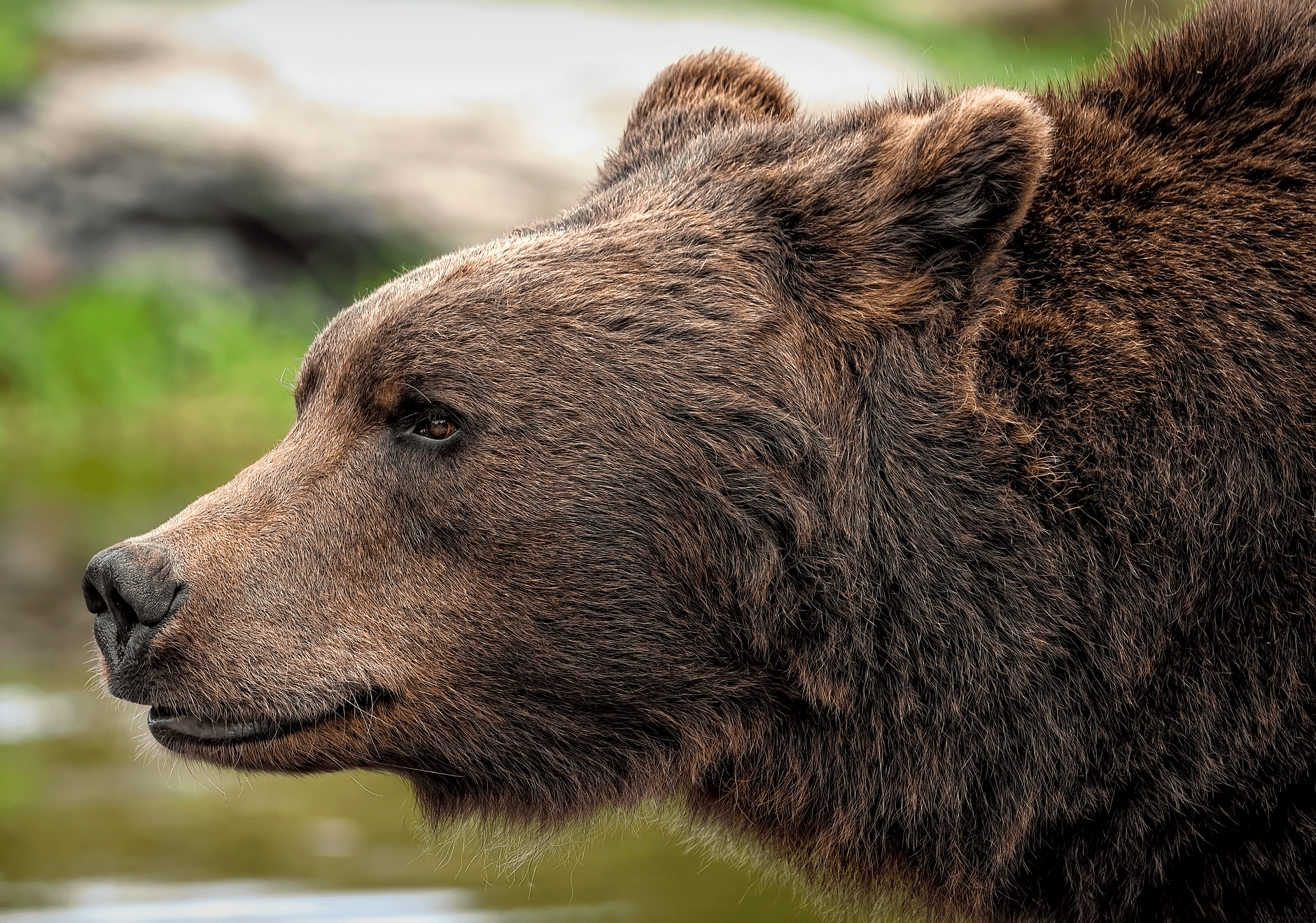 Photo of a Grizzly Bear With Mouth Open
